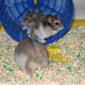 Photo de Hamster