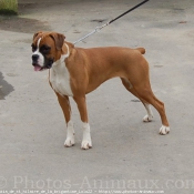 Photo de Boxer