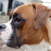 Photo de Boxer