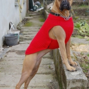 Photo de Boxer