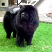 Photo de Chow chow