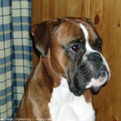 Photo de Boxer