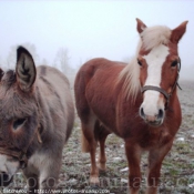 Photo de Races diffrentes