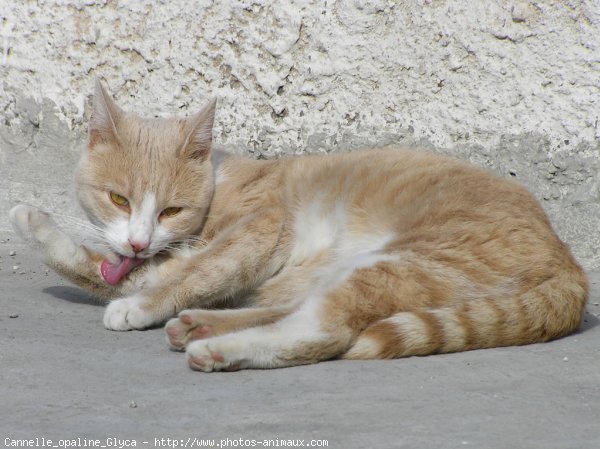 Photo de Chat domestique