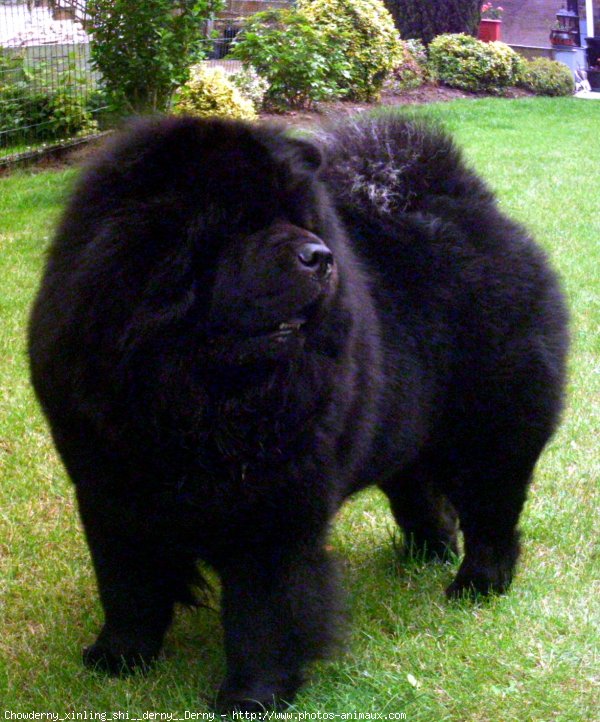 Photo de Chow chow