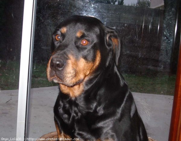 Photo de Rottweiler