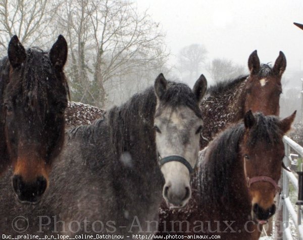 Photo de Races diffrentes