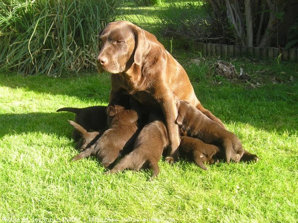 Photo de Labrador retriever