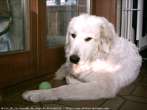 Photo de Chien de montagne des pyrnes