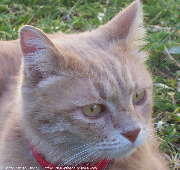 Photo de Chat domestique