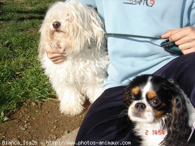 Photo de Cavalier king charles spaniel