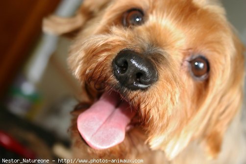 Photo de Yorkshire terrier