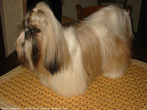 Photo de Shih tzu