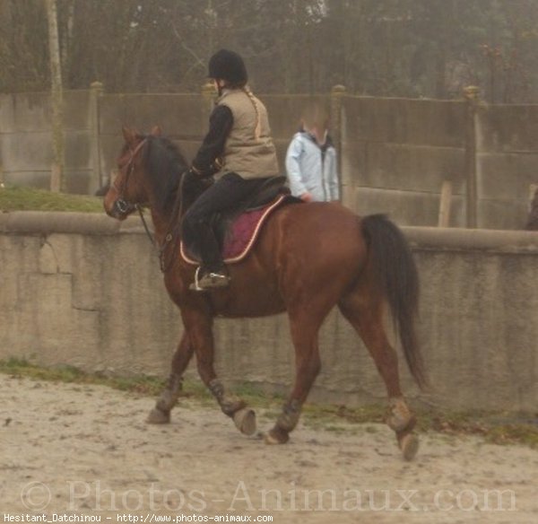 Photo de Poney franais de selle