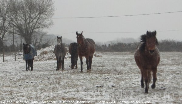 Photo de Races diffrentes