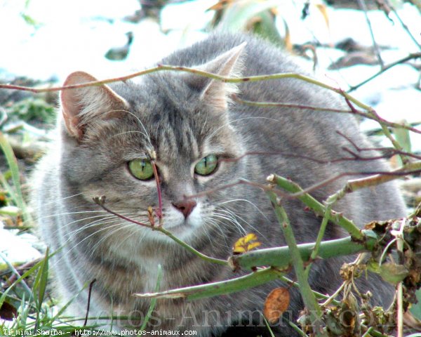 Photo de Chat domestique