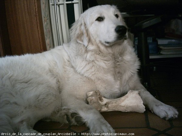 Photo de Chien de montagne des pyrnes