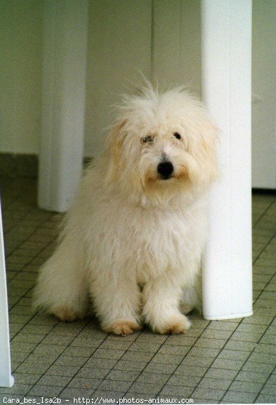 Photo de Coton de tulear