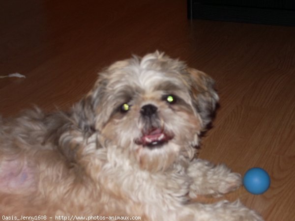 Photo de Shih tzu