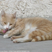 Photo de Chat domestique