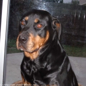 Photo de Rottweiler