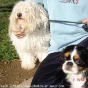 Photo de Cavalier king charles spaniel