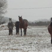 Photo de Races diffrentes