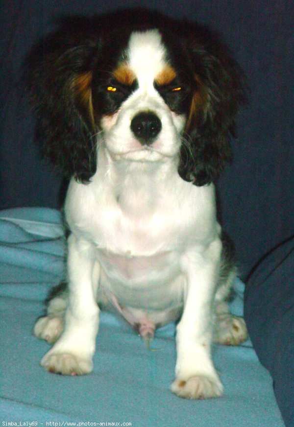 Photo de Cavalier king charles spaniel