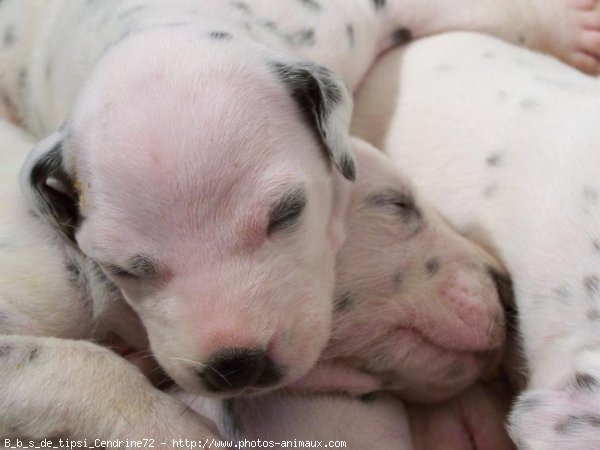 Photo de Dalmatien