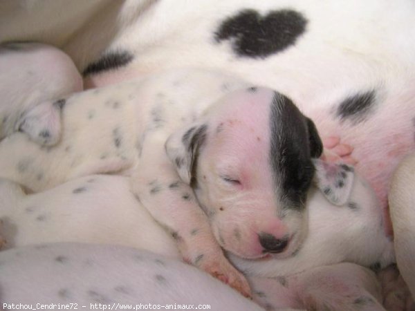 Photo de Dalmatien