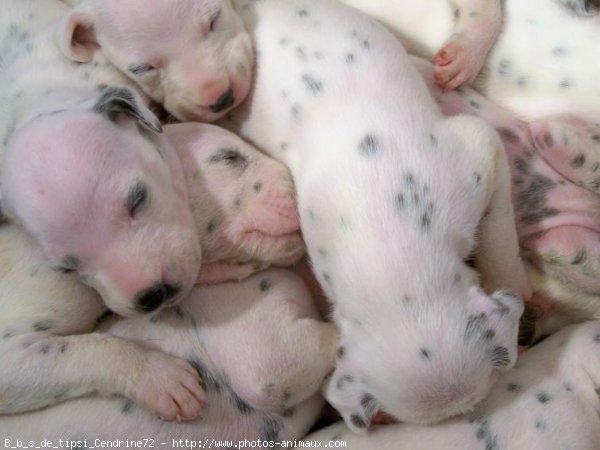 Photo de Dalmatien