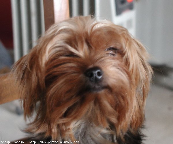 Photo de Yorkshire terrier