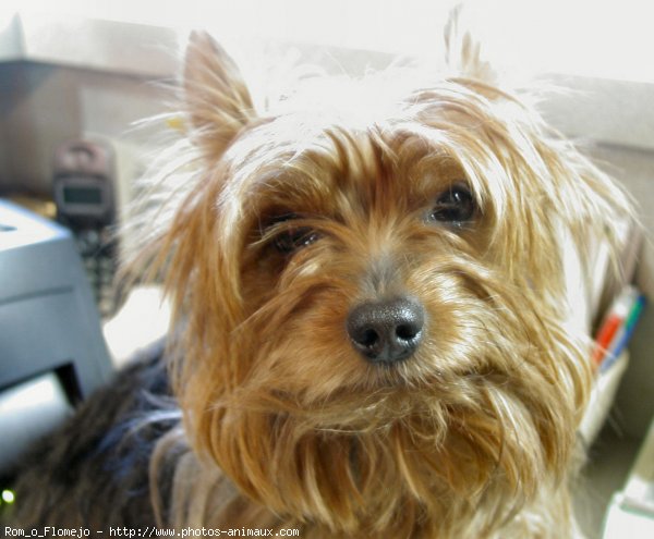 Photo de Yorkshire terrier