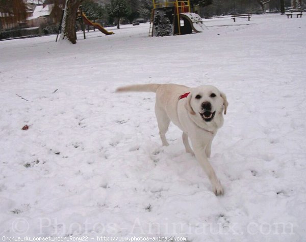 Photo de Labrador retriever