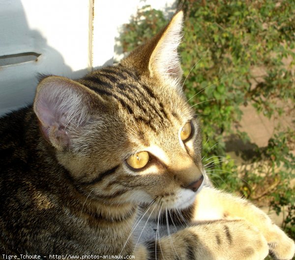 Photo de Chat domestique