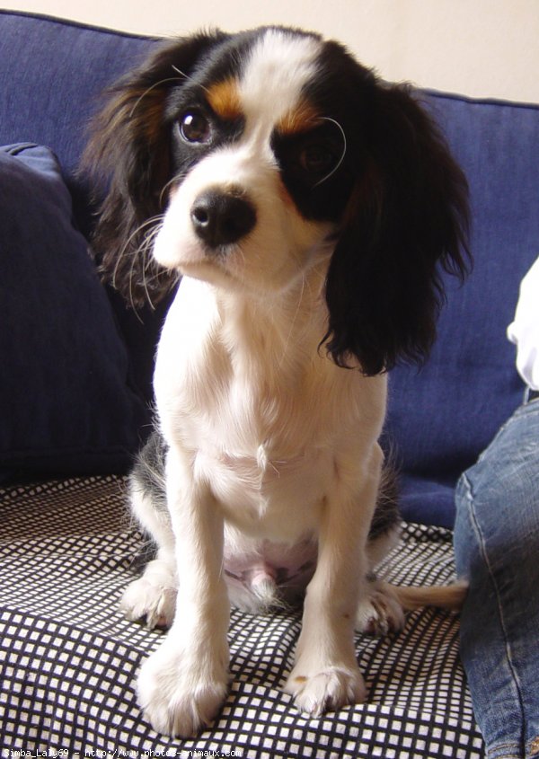 Photo de Cavalier king charles spaniel