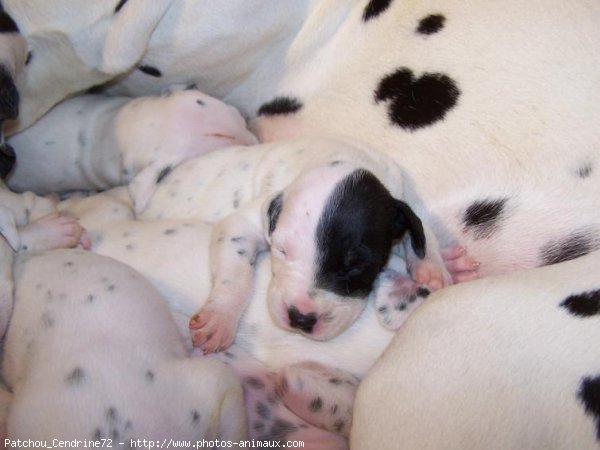 Photo de Dalmatien