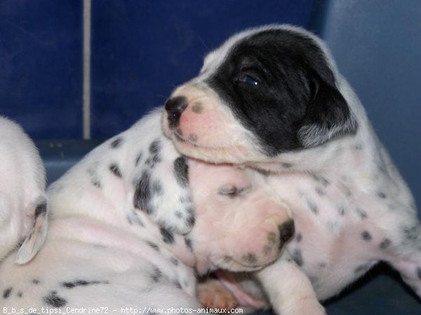 Photo de Dalmatien