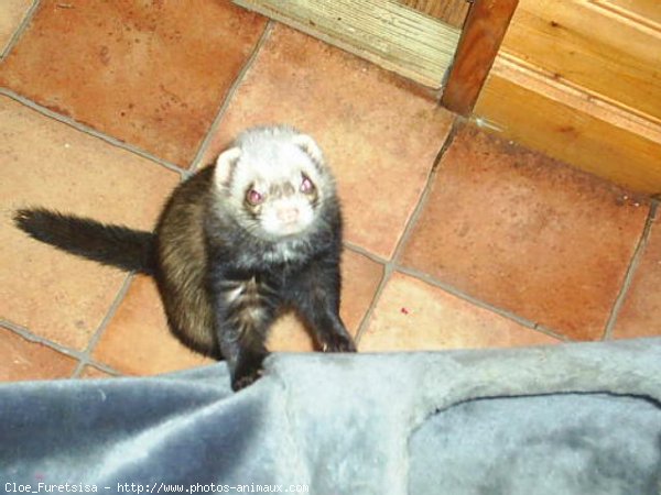 Photo de Furet