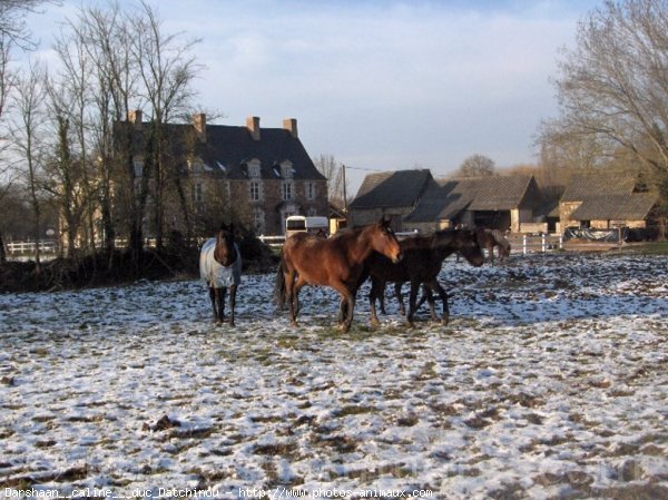 Photo de Races diffrentes