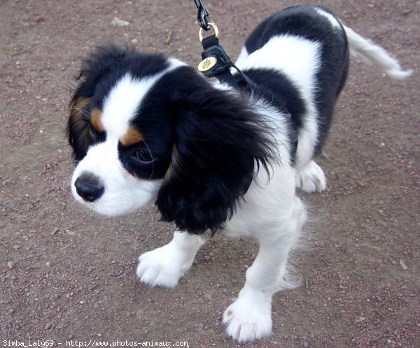 Photo de Cavalier king charles spaniel