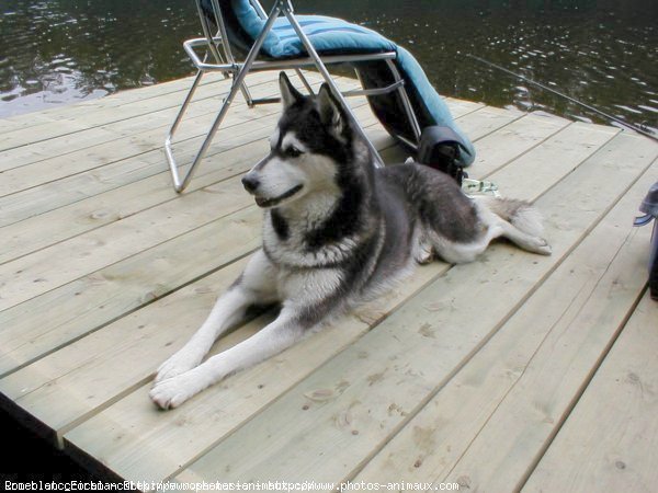 Photo de Husky siberien