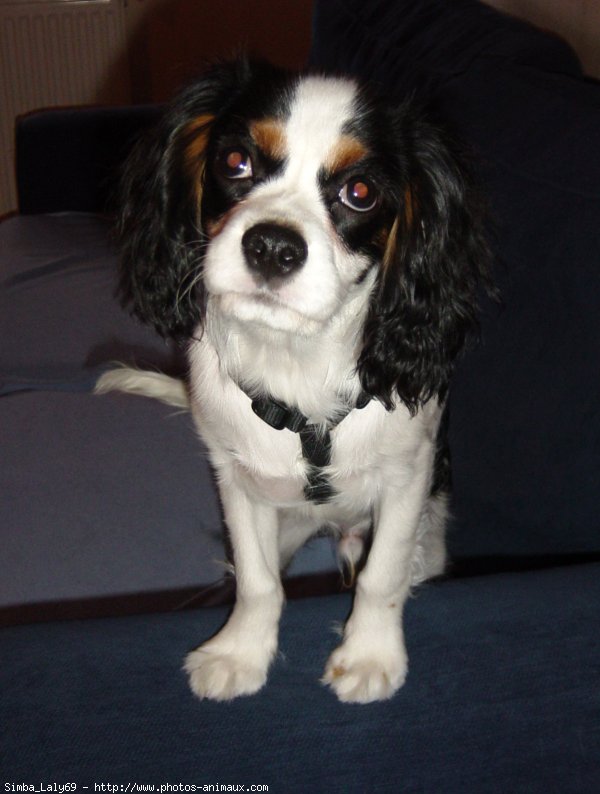 Photo de Cavalier king charles spaniel