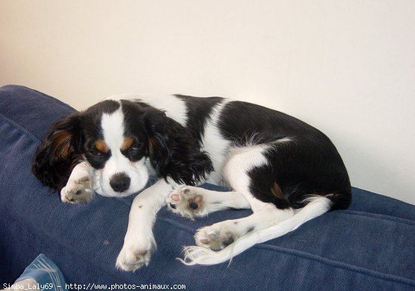 Photo de Cavalier king charles spaniel