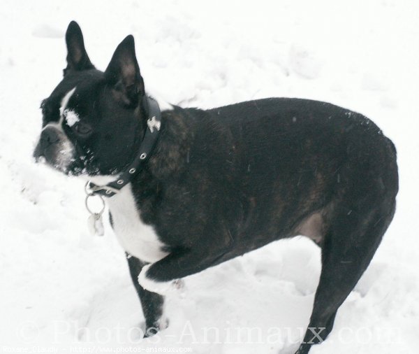 Photo de Boston terrier