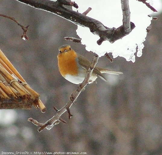 Photo de Rouge gorge