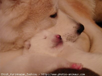 Photo d'Akita inu