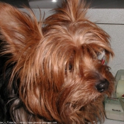 Photo de Yorkshire terrier