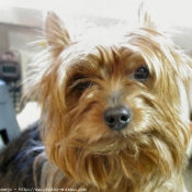 Photo de Yorkshire terrier