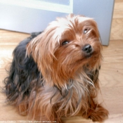 Photo de Yorkshire terrier